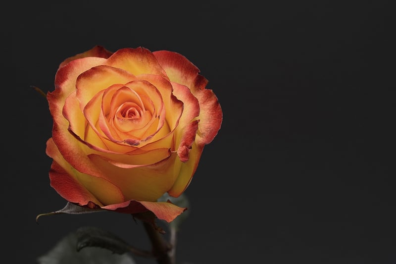Romantic Rose Garden